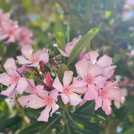 Daire Casa Di Elsa, Lambi,