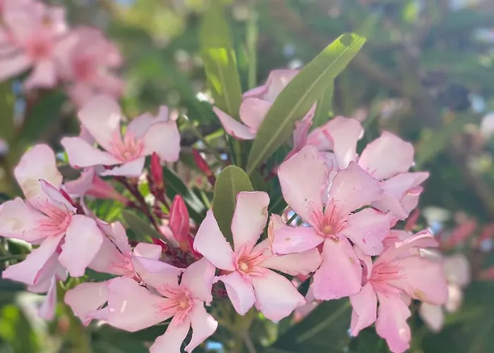 Apartamento Casa Di Elsa, Lambi,