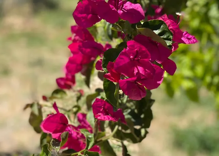 Casa Di Elsa, Lambi, Apartamento *