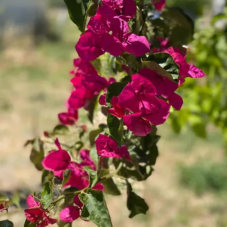 Casa Di Elsa, Lambi, דירה *